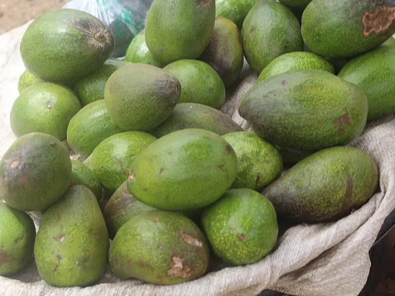 Avocats