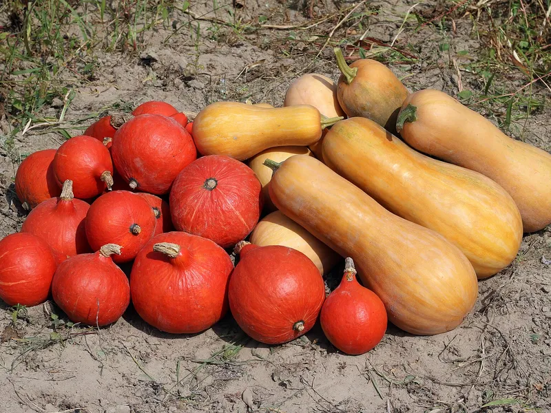 Courge & potiron