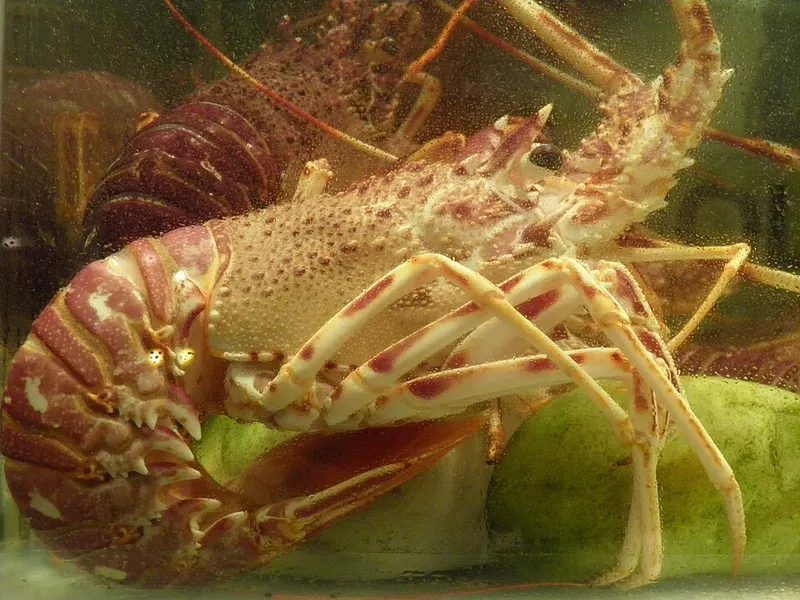 Langouste de Kribi