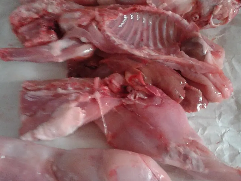 Lapin