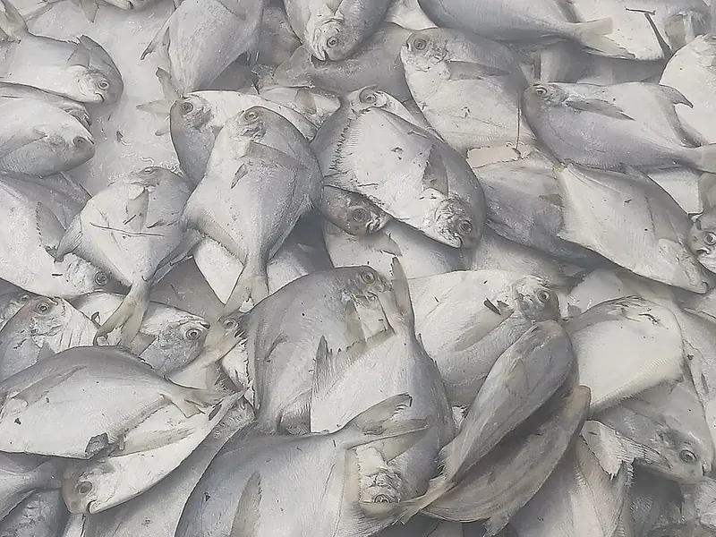 Poisson entier congelé