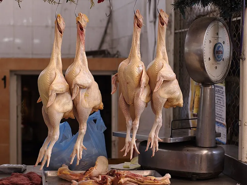 Poulet de chair