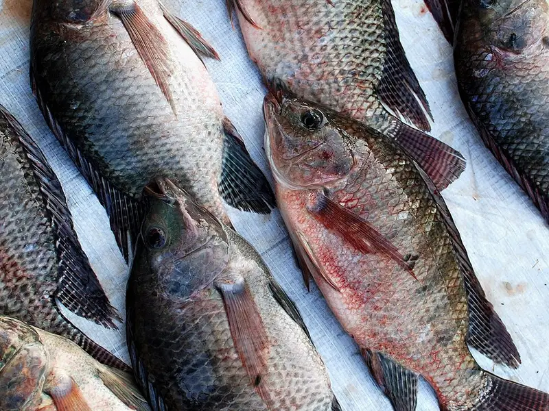 Tilapia (carpe)